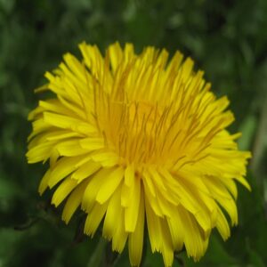 Spring-Season Wild Edibles for the Northeast Image